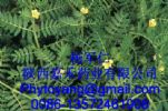 Tribulus Terrestris Extract